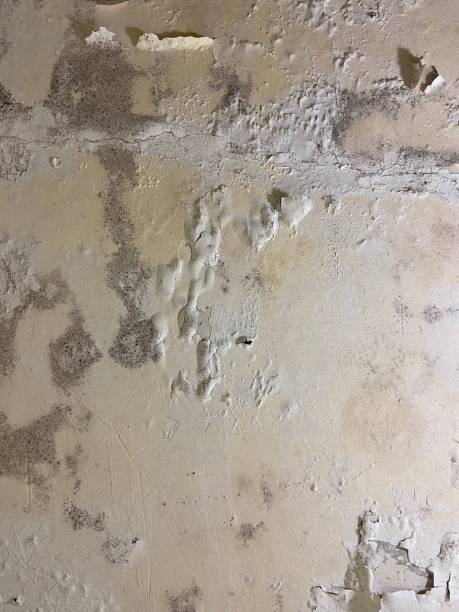 Best Fast Mold Removal  in Elsmere, KY